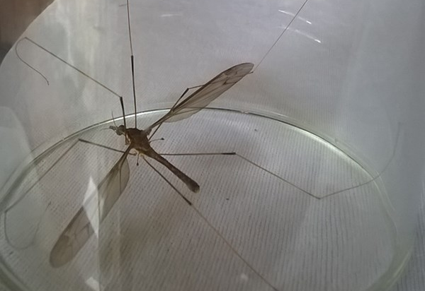 Phat hien muoi to nhu chuon chuon kim o Quang Binh hinh anh