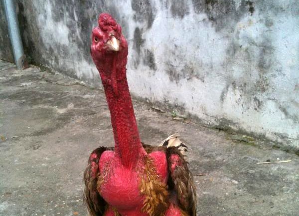 Chien ke Xam Than: Ga choi bac ty so 1 dat Bac hinh anh