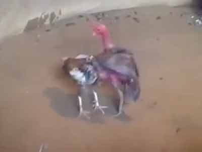 Clip nhung don danh dung manh cua chien ke Xam Than hinh anh