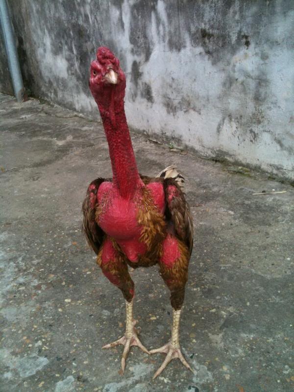 Xám Thần - chú gà chọi được dân chơi xem như huyền thoại.