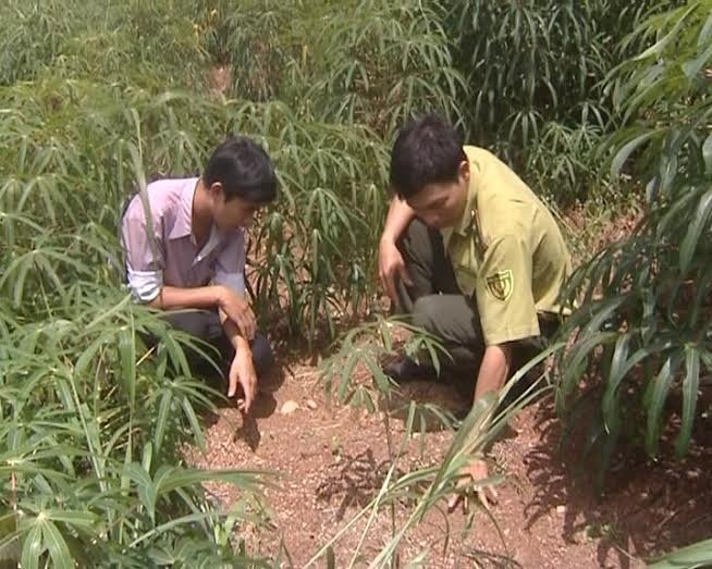 Voi rung lai ve khu dan cu kiem an hinh anh