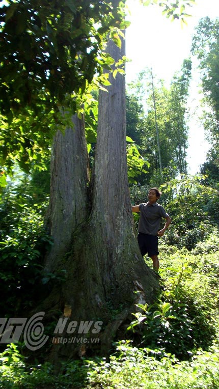 cây Ngọc am Khổng lồ, gốc cây vạm vỡ