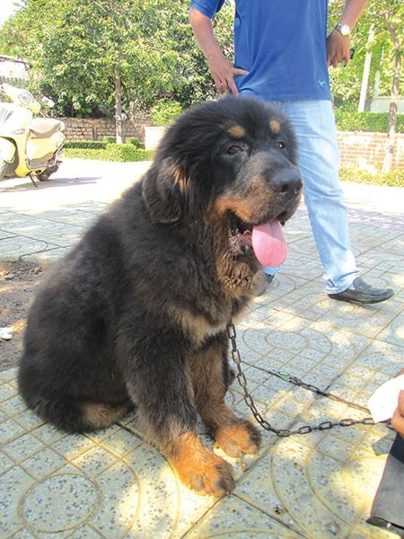 Dòng ngao Tây Tạng.