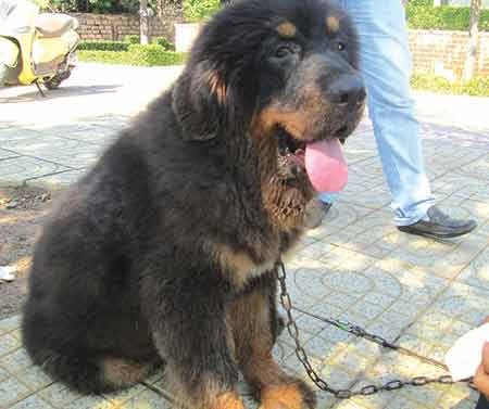 Thu choi sieu khuyen cua dai gia hinh anh