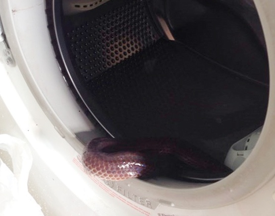 Tho tay vao may giat, so trung... ran ho hinh anh