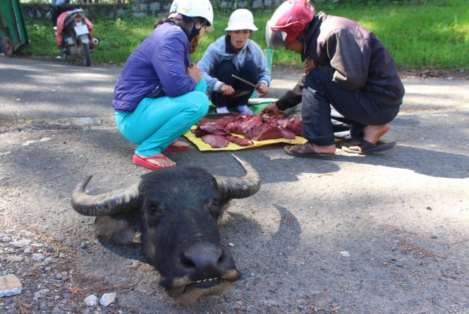 Cat 'thu cap' trau dat ra giua duong de ban hinh anh