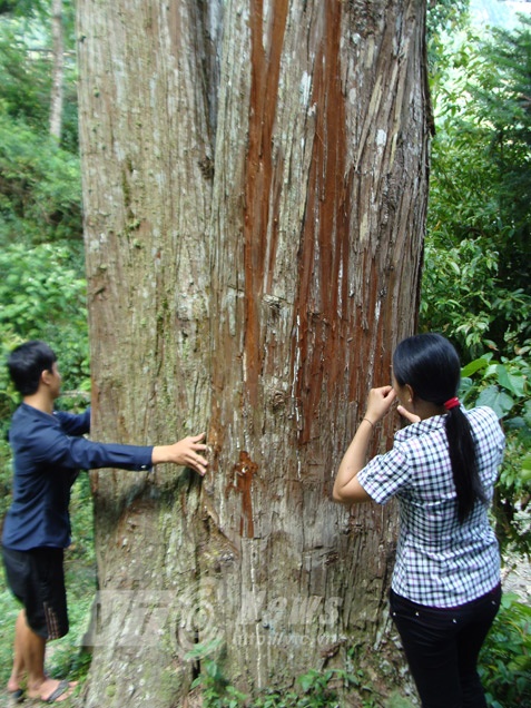 Cây ngọc am khổng lồ ở Hóa Chéo Phìn khi chưa bị đốn hạ. 