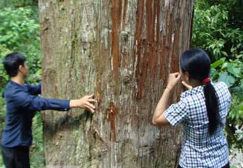 'Cay uop xac’ khong lo tren Tay Con Linh bien mat the nao? hinh anh
