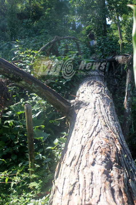 Hai nhánh của cây ngọc am đổ sang hai phía khi bị cưa gốc. 