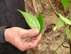 Canh bao tinh trang tu tu bang la ngon hinh anh