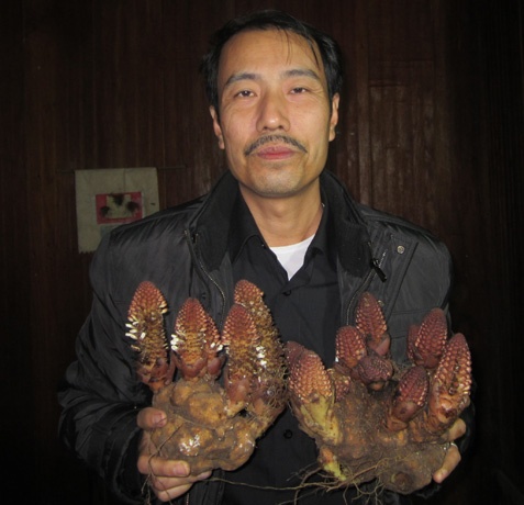 Nấm ngọc cẩu khổng lồ do lương y Phạm Văn Thanh thu hái ở Tây Côn Lĩnh