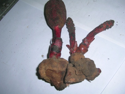 củ nấm trông giống 