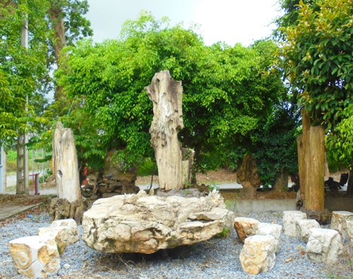 Bộ tam đa bằng gốc nhãn là một trong những món đồ đắt giá tại khu sinh thái này