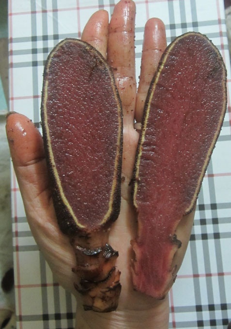 Nấm ngọc cẩu chứa nhiều tinh chất quý 