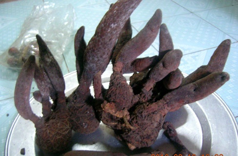 Củ nấm ngọc cẩu khổng lồ 