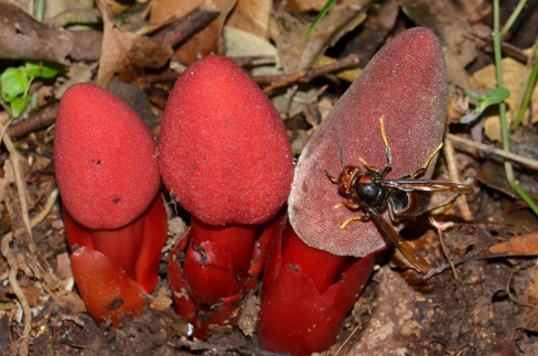 Nấm ngọc cẩu có hình của quý.