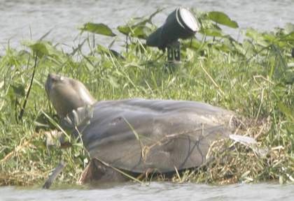 Cu Rua va nhung lan noi khong ngau nhien hinh anh