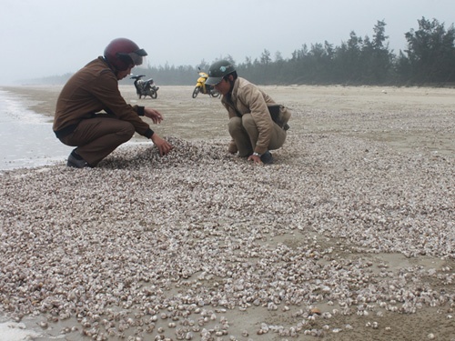 So long, oc huong dat vao phu kin bo bien hinh anh