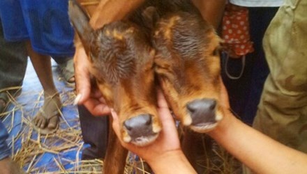 Thap huong, dat tien cung be 2 dau o mien Tay hinh anh