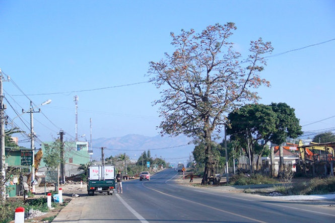 Nan quoc lo de giu mot cay co thu hinh anh