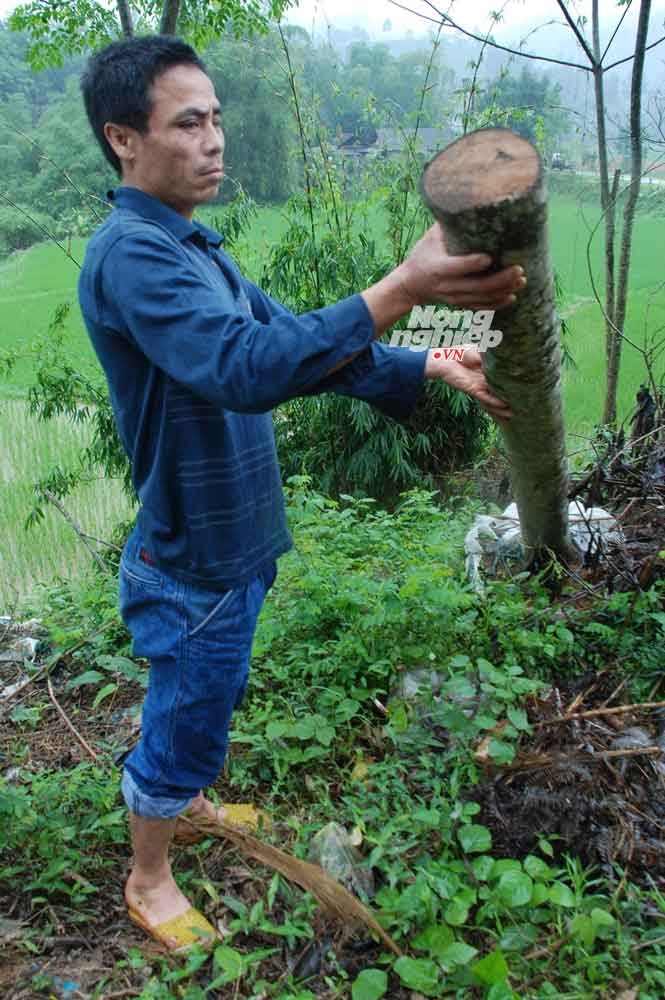 Anh Vượng bên cây mỡ bị thải loại.