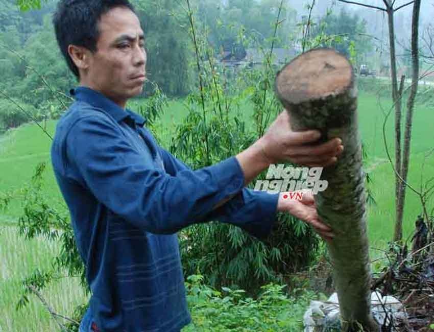 Chuyen mua gom cay vang tam hai huoc o Yen Bai hinh anh