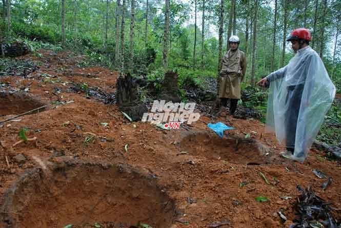 Hố đào các gốc mỡ chi chít trong vườn rừng nhà anh Nguyễn Văn Bằng.
