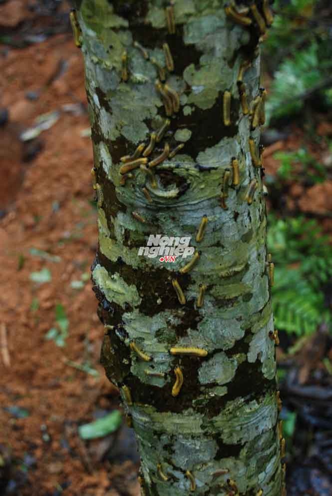 Sâu mỡ nhìn mà thấy rùng mình trên thân một cây mỡ.