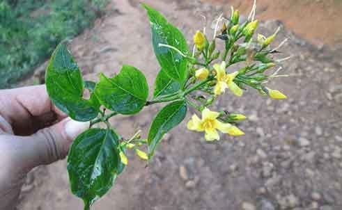 Nhung ca tu tu bang la ngon hinh anh