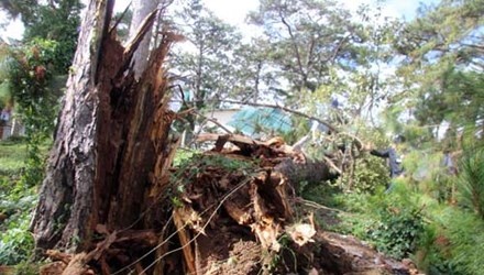 Thuong si cong an bi cay de chet tren duong hinh anh