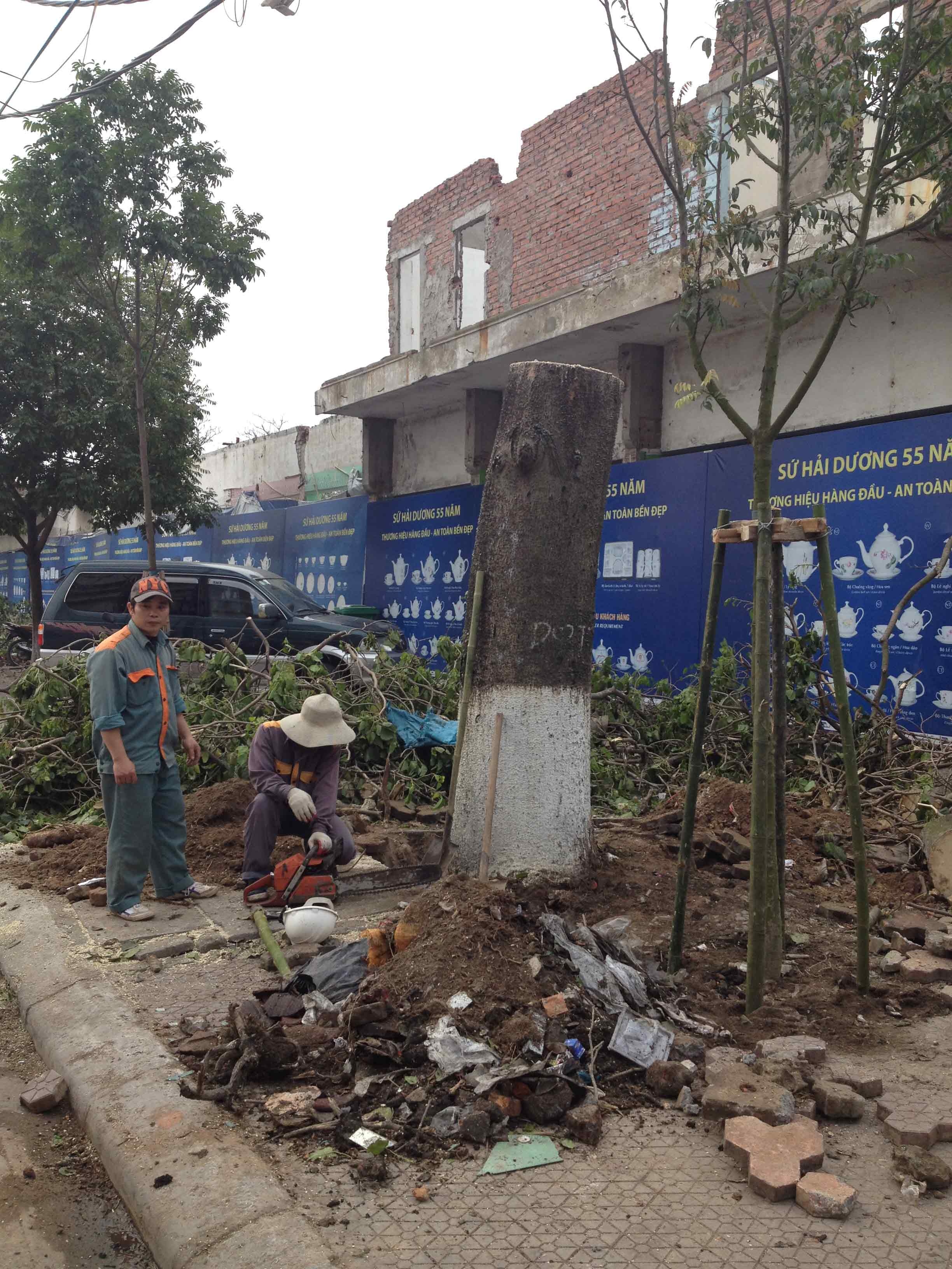 300 cay xanh o Hai Duong dang chung so phan voi cay Ha Noi hinh anh