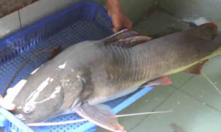 Bat duoc cap ca lang duoi do nang gan 40 kg hinh anh