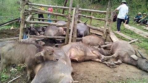 Set danh chet 9 con trau o Bac Kan hinh anh