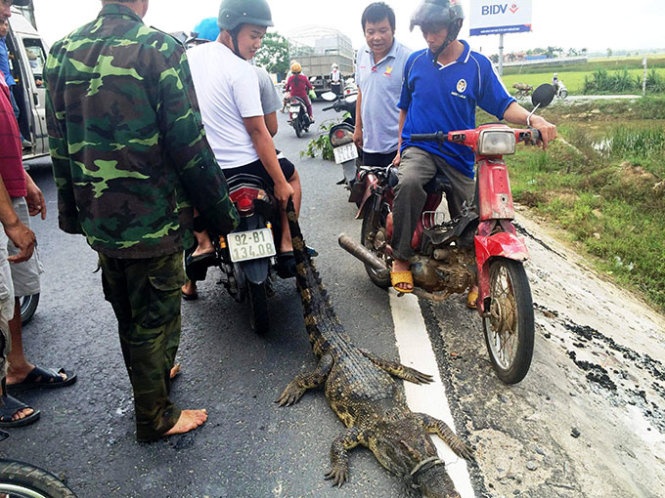 Bat ca sau ngay tren quoc lo 1 hinh anh