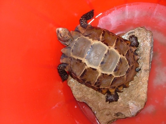 Rua bo vo dinh, dan un un keo di xem hinh anh