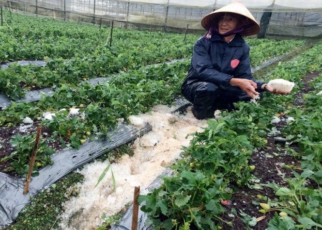 Ông Phan Đình Trị (ngụ 389 Nguyên Tử Lực, P.8, TP Đà Lạt) cho biết với hơn 3 sào dâu tây thiệt hại lần này, nhà ông mất khoảng 30 triệu đồng.