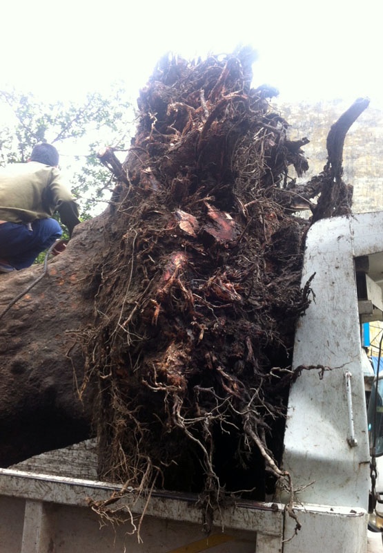 Gốc cây xà cừ với bộ rễ bị thối đen được đưa lên xe ô tô đưa về kho Công ty Công viên Cây xanh.