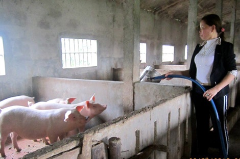 Chị Phan Thị Hằng, vợ anh Khai bên trang trại của gia đình.