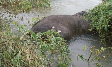 Thay co sung, dan nhung voi chet vi sao khong biet hinh anh