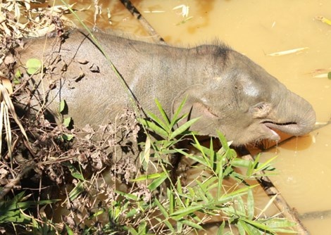 Nhiều cá thể voi tại Việt Nam chết không rõ nguyên nhân (ảnh WWW cung cấp).