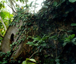 Ca lang khong ngu bao ve 2 goc sua... 'vang rong' hinh anh