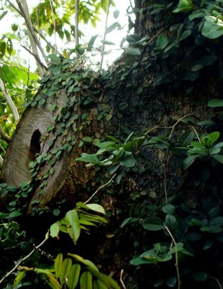 Vết cắt của cành sưa giá <abbr class=