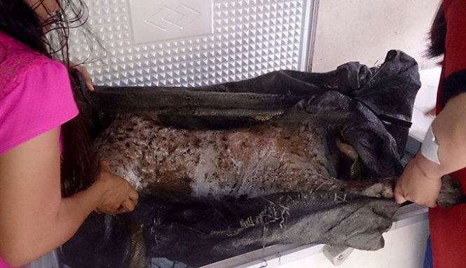 Duong day ban ho nau cao hinh anh