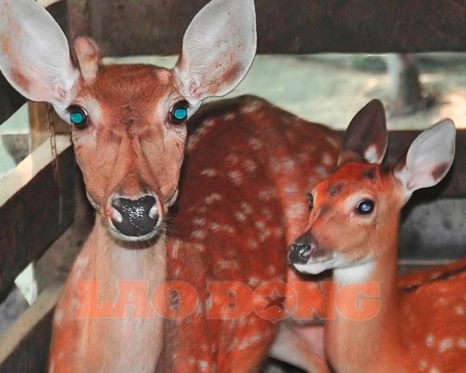 Chiếc sừng hươu kỳ lạ trên trán hươu cái.