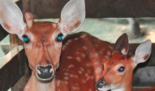 Huou cai moc sung o Ha Tinh hinh anh