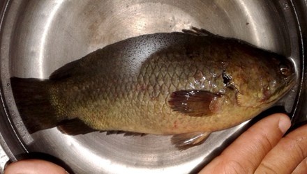 Cau duoc ca ro dong nang gan nua kg hinh anh