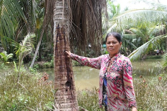 Hon 200 cay dua chet nghi do ke gian tiem thuoc hinh anh