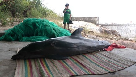 Ngu dan phat hien ca heo dat vao bo o Binh Dinh hinh anh