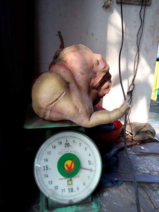 Củ khoai lang nặng đúng 6 kg.