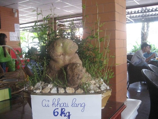 Cu khoai lang hinh thu la, nang 6 kg hinh anh